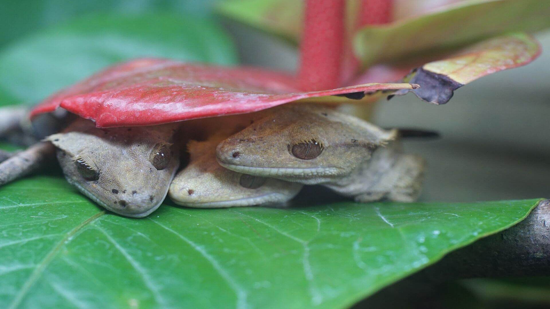 Брумация рептилий: нуждаются ли бананоеды в спячке?