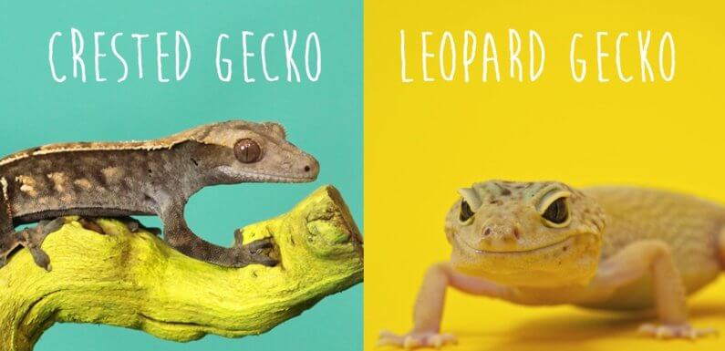 Может ли хохлатый геккон — бананоед жить вместе с леопардовым гекконом — эублефаром?