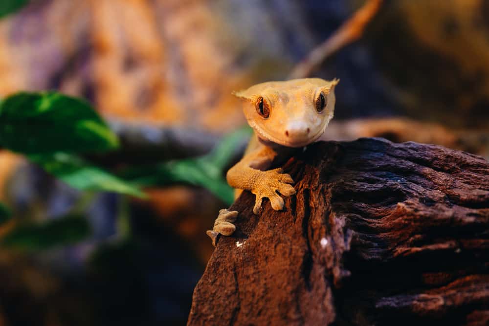 Являются ли хохлатые гекконы - бананоеды вымирающими животными в дикой природе?