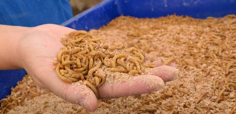 Можно ли кормить эублефара только мучными червями?