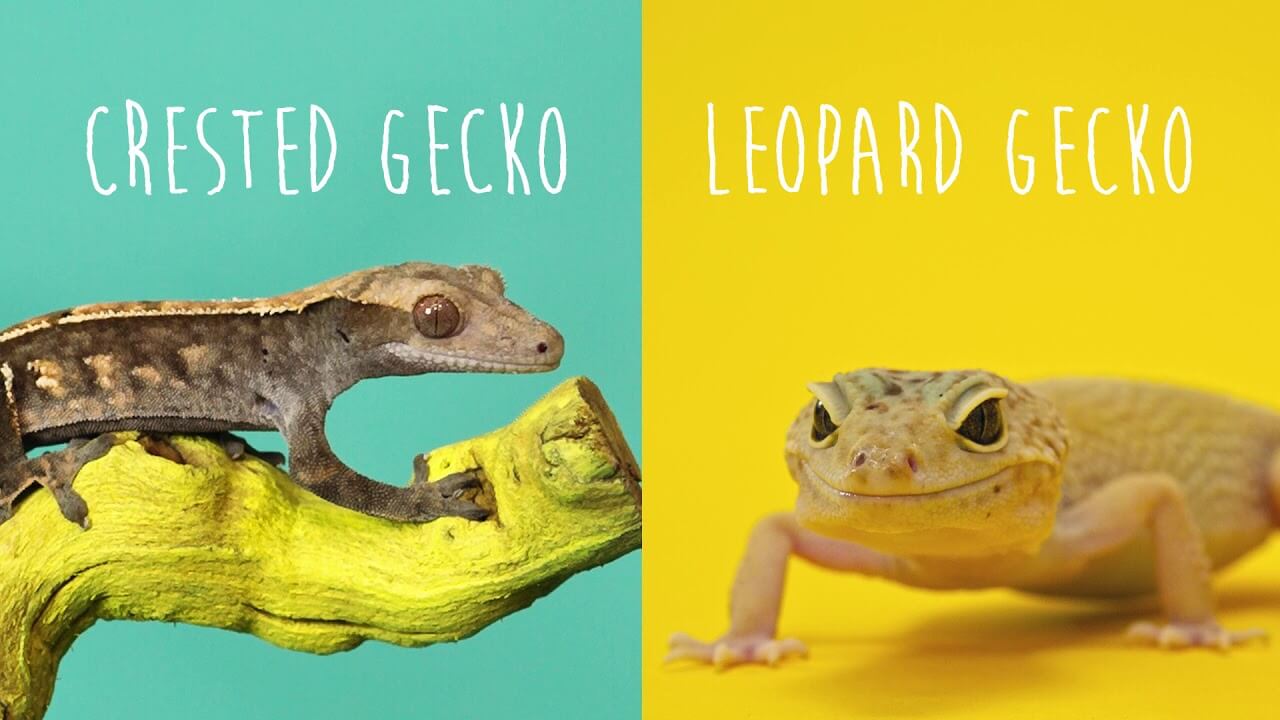 Может ли хохлатый геккон - бананоед жить вместе с леопардовым гекконом - эублефаром?